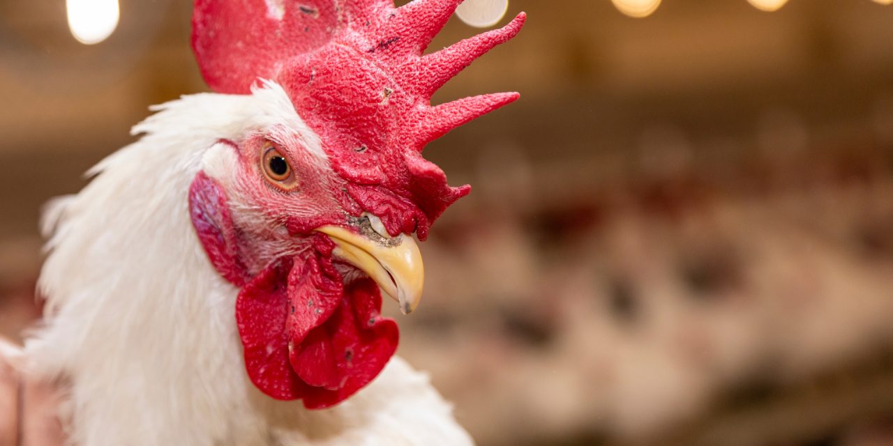 Improving Food Supply Efficiency with Poultry Transportation
